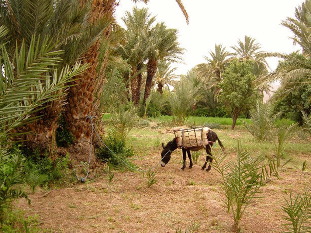 Kasbah Itrane Bed and Breakfast Tamnougalt Εξωτερικό φωτογραφία